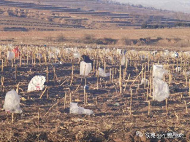 山西省五寨县垃圾处理厂塑料袋满天飞百姓遭殃(图2)