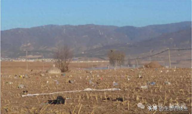 山西省五寨县垃圾处理厂塑料袋满天飞百姓遭殃(图3)