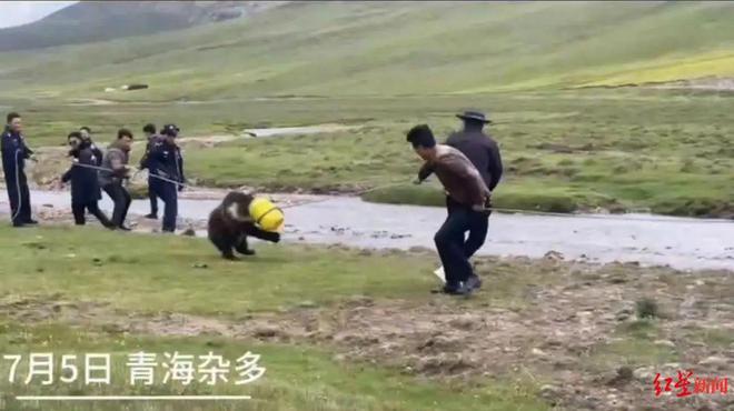 警民营救头卡塑料桶棕熊桶被拔下后双方扭头就跑！“人和熊都很紧张”(图2)