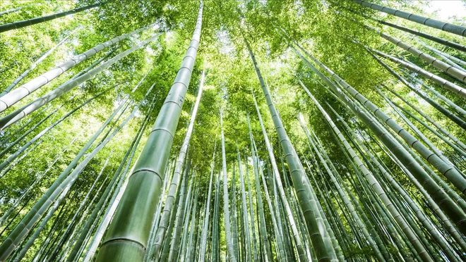 塑料不香了！中国提倡“以竹代塑”最早明年能上！狠打西方环保脸(图11)