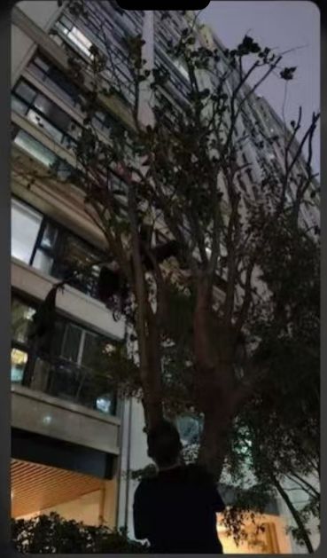 温州市区一女子高空坠楼悬挂在树上！