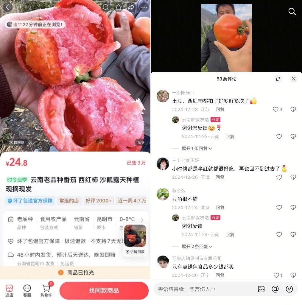 滇西农民的村播逆袭：“老”番茄找到新生意一年卖爆北上广(图2)
