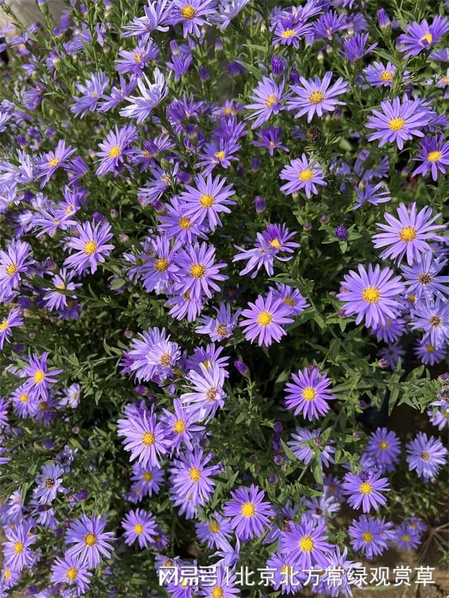 紫菀的花期在什么季节？(图1)