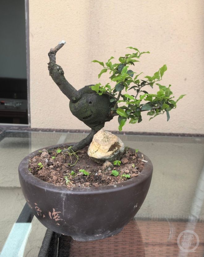 求购不成深夜偷盗！男子为两盆价值万元盆栽“上头”(图1)