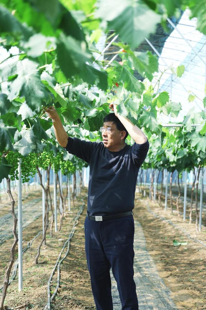 深耕乡土勇担当 ！三位齐鲁“新农人”的强村富民答卷(图1)