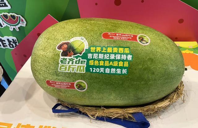 辽宁喀左百斤巨型西瓜批量上市！如何卖到全国？(图4)