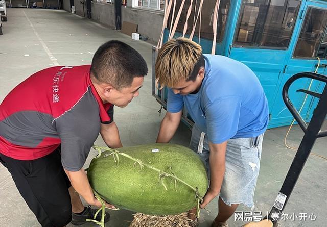 后天辽宁百斤瓜快递进村 全国尝鲜(图3)