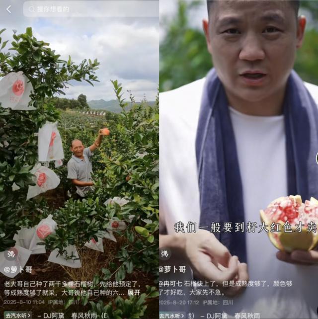 川渝 “水果猎人”共赴凉山之约：让会理石榴从直播间走出大山、甜了果农心(图2)