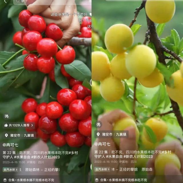 川渝 “水果猎人”共赴凉山之约：让会理石榴从直播间走出大山、甜了果农心(图4)