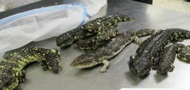 无耻！这些中国留学生让华人丢尽了脸！(图6)