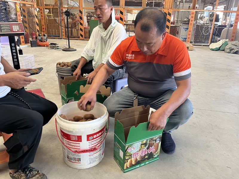 申通快递“驿”路护航 修文猕猴桃“鲜”行天下(图2)