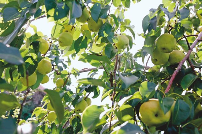 红色沃土育“青白”产业