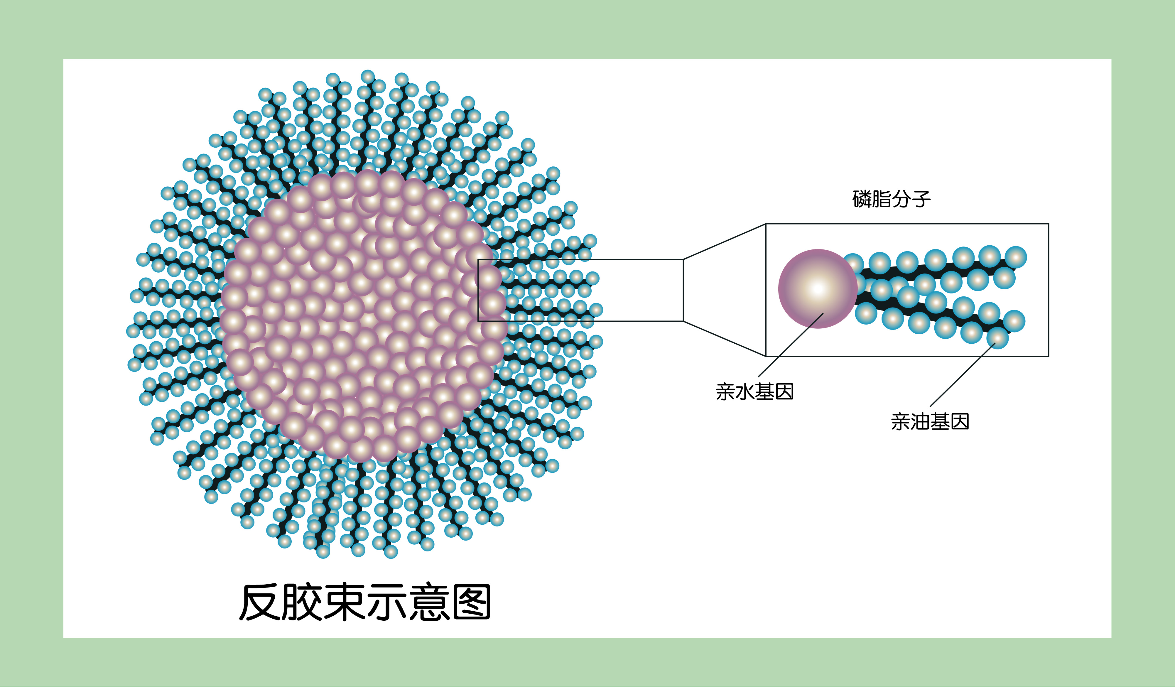 广州花语精细化工申请氨基酸表面活性剂连续反应混合设备专利增加混合效果