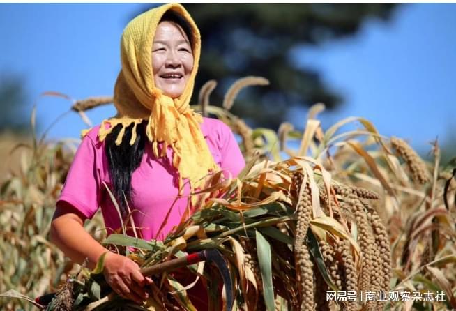 深山里的“黄金米”：建昌县要路沟乡小米铺就乡村振兴致富路(图2)