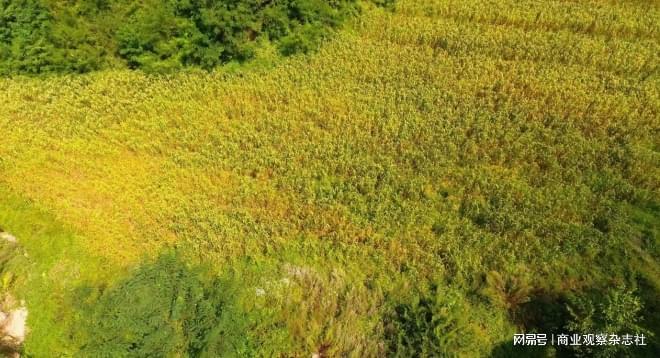 深山里的“黄金米”：建昌县要路沟乡小米铺就乡村振兴致富路