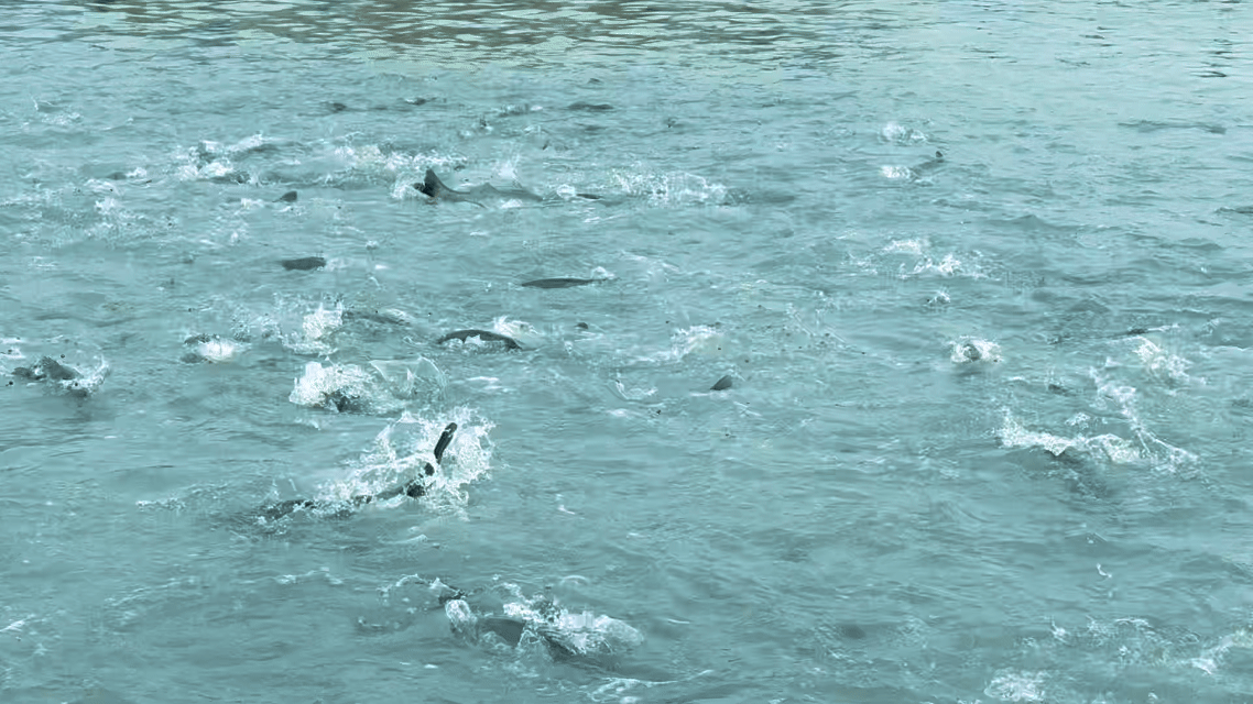 耕海牧渔白基湾：一条大黄鱼的竞速之旅(图1)