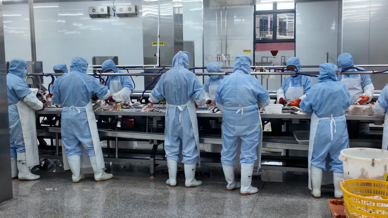 耕海牧渔白基湾：一条大黄鱼的竞速之旅(图3)