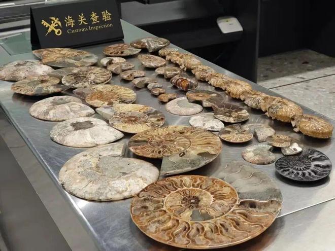 外籍旅客携680枚钱币和42件化石出境被海关查获(图2)